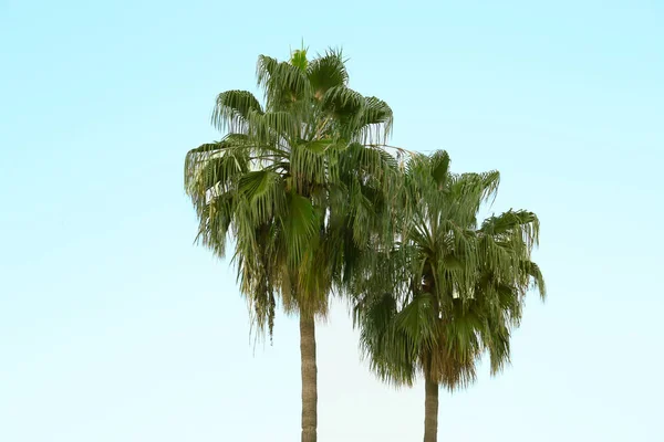 바깥의 하늘을 배경으로 아름다운 야자나무들 — 스톡 사진