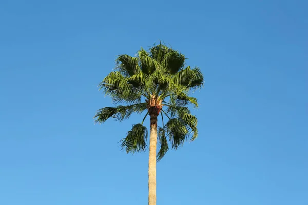 Beautiful Palm Tree Blue Sky Outdoors — Stock Photo, Image