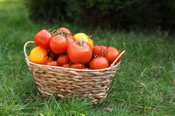 Wiklinowy Kosz Świeżymi Pomidorami Zielonej Trawie Zewnątrz — Zdjęcie stockowe