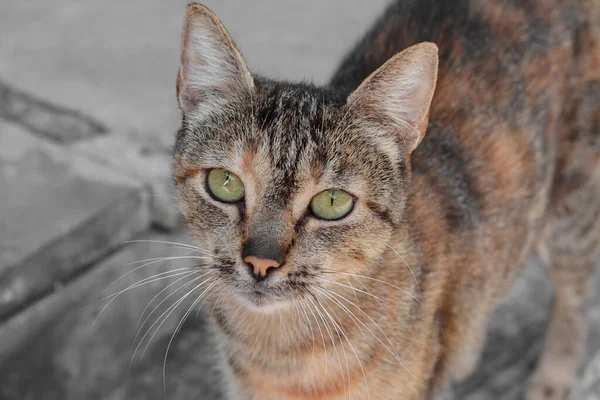 道路の屋外でかわいい野良猫 クローズアップ — ストック写真
