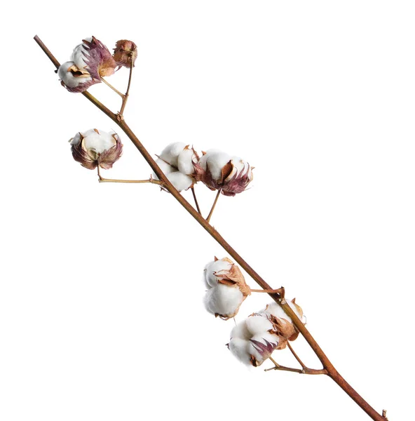 Kurumuş Pamuk Dalı Kabarık Çiçekleri Beyazın Üzerinde — Stok fotoğraf