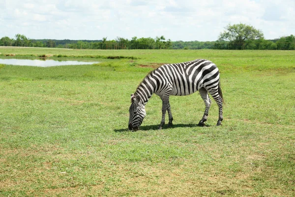 Bela Zebra Africana Listrada Parque Safári — Fotografia de Stock