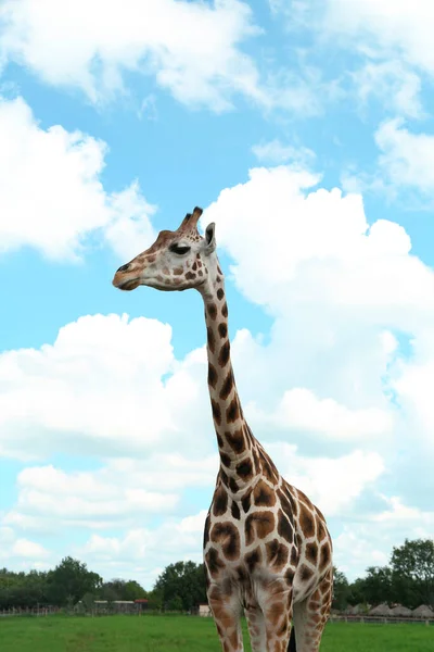 Hermosa Jirafa Africana Manchada Parque Safari — Foto de Stock