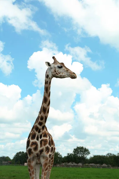 Linda Girafa Africana Manchada Parque Safári — Fotografia de Stock