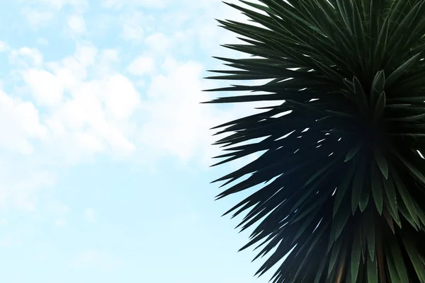 Schöne Palme Vor Blauem Himmel Platz Für Text — Stockfoto
