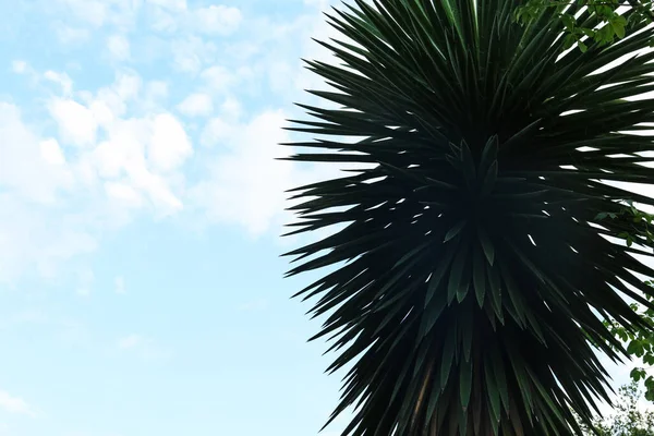 Прекрасне Пальмове Дерево Тлі Блакитного Неба Простір Тексту — стокове фото