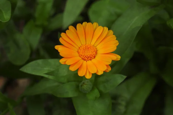 Piękny Kwitnący Kwiat Nagietka Rosnący Zewnątrz Zbliżenie — Zdjęcie stockowe