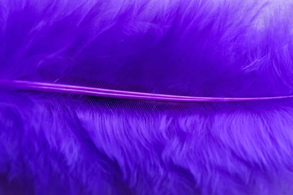 Vista Cerca Hermosa Pluma Púrpura Como Fondo — Foto de Stock