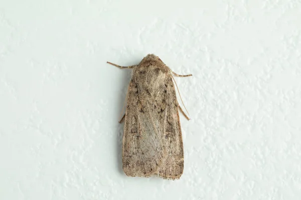 Paradrina Clavipalpis Moth Λευκό Ανάγλυφο Φόντο Κορυφαία Άποψη — Φωτογραφία Αρχείου