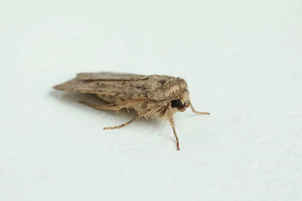 Paradrina Clavipalpis Moth White Textured Background — Stock Photo, Image