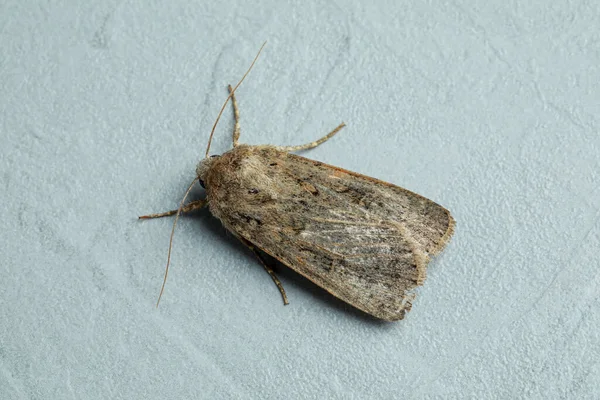 Paradrina Clavipalpis Moth Light Grey Textured Background Closeup — Stock Photo, Image