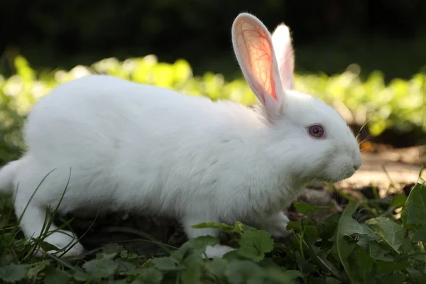 Милый Белый Кролик Возле Пня Зеленой Траве Открытом Воздухе — стоковое фото