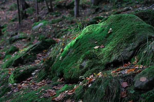 Piękny Widok Zielony Mech Kamieniu Lesie — Zdjęcie stockowe