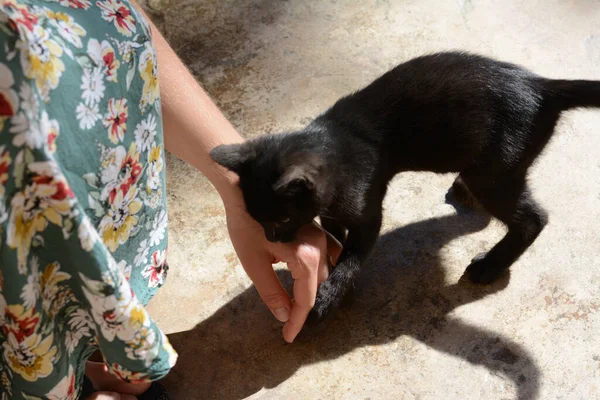 女は外で黒い子猫と遊ぶ クローズアップ — ストック写真
