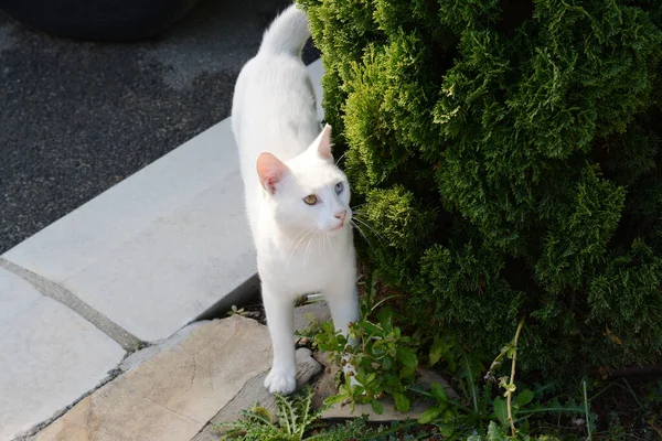 屋外の木の近くの石の表面に孤独な野良猫 ホームレスのペット — ストック写真