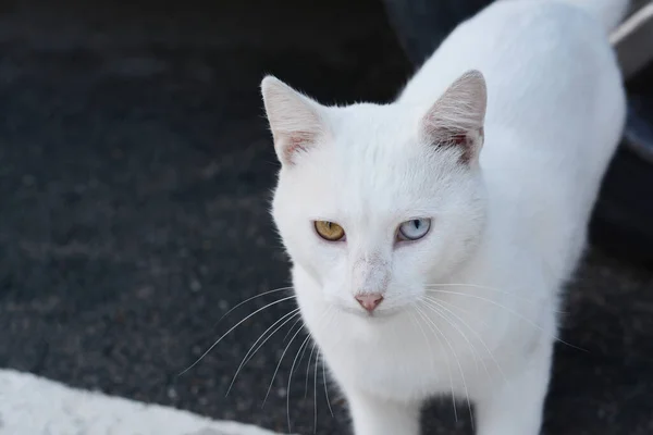アスファルト 閉鎖とテキストのためのスペース上の孤独な野良猫 ホームレスのペット — ストック写真