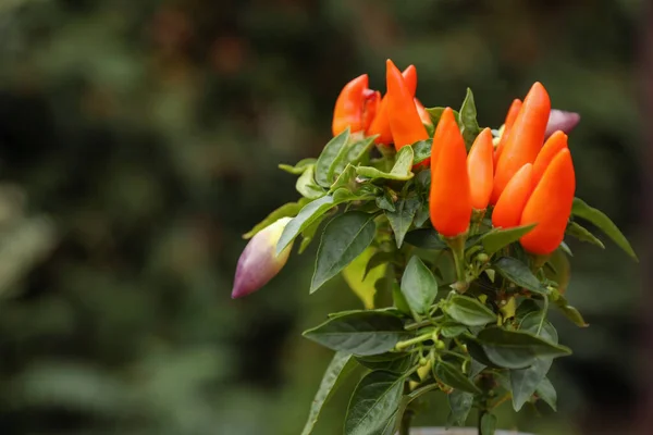 stock image Capsicum Annuum plant. Potted rainbow multicolor chili peppers outdoors against blurred background, space for text