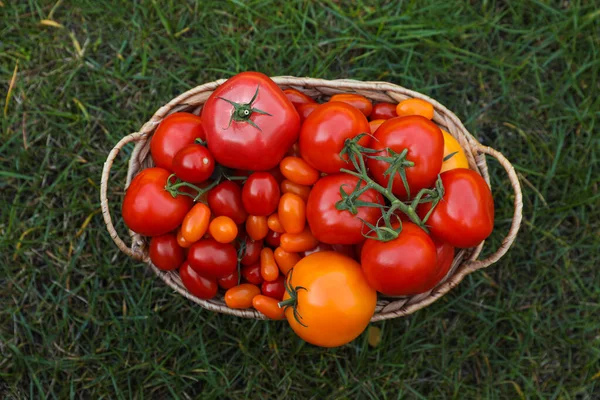 Wiklinowy Kosz Świeżymi Pomidorami Zielonej Trawie Zewnątrz Widok Góry — Zdjęcie stockowe