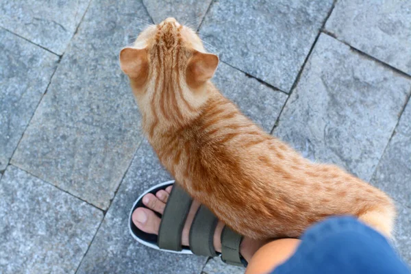 Симпатичний Бродячий Кіт Натирає Ногу Жінки Відкритому Повітрі Вид Зверху — стокове фото