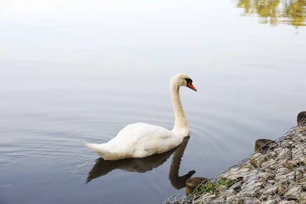 屋外の湖で美しい白い白鳥の水泳 — ストック写真