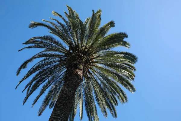 Vacker Palm Med Gröna Blad Mot Blå Himmel Låg Vinkel — Stockfoto
