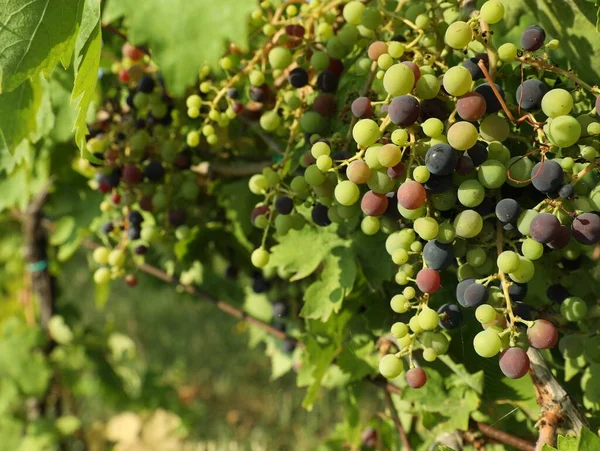 Racimos Uvas Frescas Que Crecen Viñedo Día Soleado — Foto de Stock