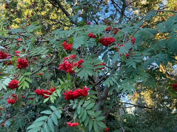 Rowan Tree Branches Red Berries Outdoors — Stock Photo, Image