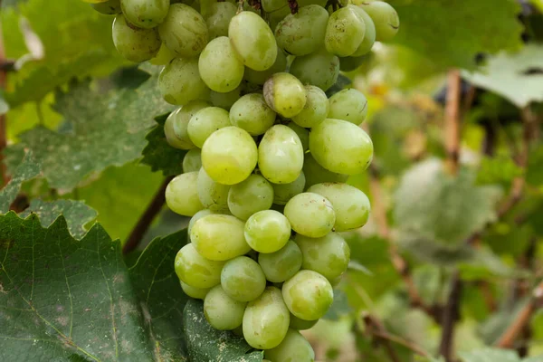 Вкусный Зеленый Виноград Растет Винограднике Крупным Планом — стоковое фото