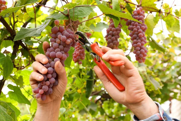 Petani Dengan Secateurs Memetik Buah Anggur Matang Taman Closeup — Stok Foto