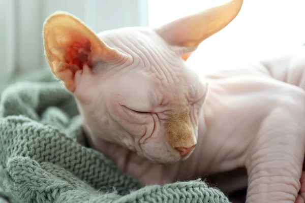 自宅で柔らかい毛布の上で美しいスフィンクス猫寝て クローズアップ 可愛いペット — ストック写真