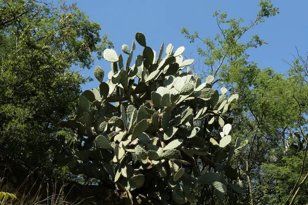 Cactus Pera Espinosa Verde Creciendo Pendiente Aire Libre — Foto de Stock