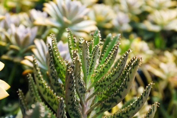 Beautiful Kalanchoe Growing Outdoors Closeup Exotic Plant — Stock Photo, Image