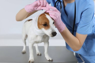 Klinikteki köpeğin kafasına bandaj yapıştıran veteriner, yakın plan.