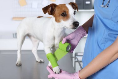 Klinikteki köpeğin patisine bandaj yapıştıran veteriner, yakın plan.