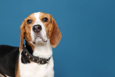 Koyu mavi arka planda şık yakalı sevimli Beagle köpeği. Metin için boşluk