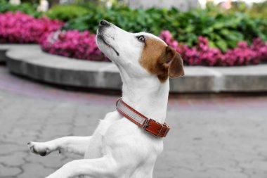 Güzel Jack Russell Terrier. Kahverengi deri köpek tasmalı.