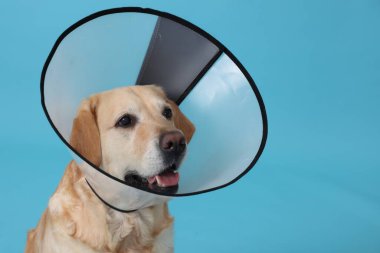Açık mavi arka planda koruyucu koni yakalı şirin Labrador Retriever.
