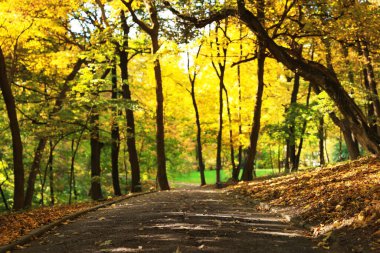 Yol, düşen yapraklar ve ağaçlar güzel bir parkta sonbahar günü