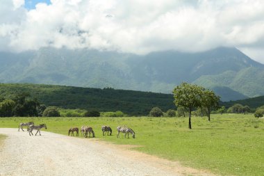 Safari parkında güzel çizgili Afrika zebraları