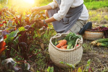 Çiftlikte farklı taze sebzeler hasat eden adam, yakın plan.