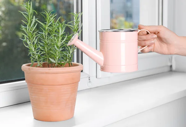 Perempuan Menyiram Indah Hijau Pot Rosemary Pada Jendela Dalam Ruangan — Stok Foto
