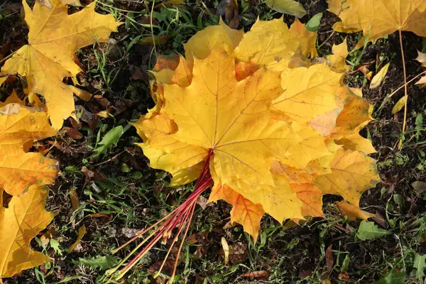 stock image Beautiful dry leaves on grass outdoors, flat lay. Autumn season