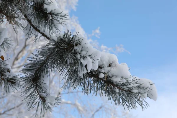 Ramas Abeto Cubiertas Nieve Contra Cielo Azul Primer Plano — Foto de Stock