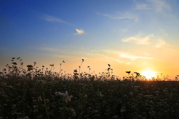 夕日に咲くそば畑の美しい景色 — ストック写真