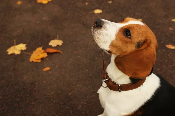 Bedårande Beagle Hund Snygg Krage Utomhus Plats För Text — Stockfoto