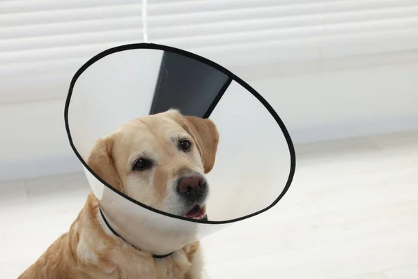 Sad Labrador Retriever Protective Cone Collar Indoors — Stock Photo, Image