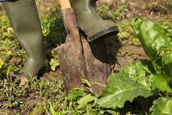 stock image Man digging soil with shovel in beet field, closeup