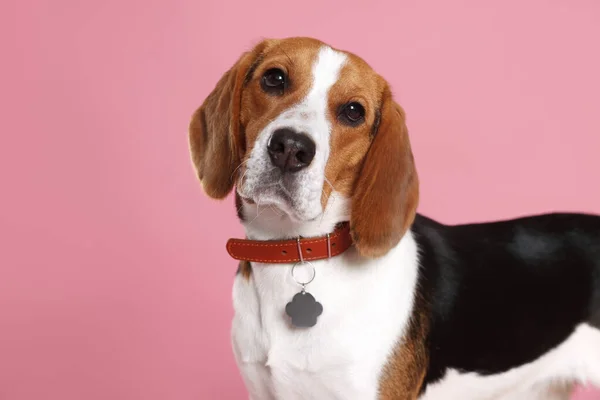 Adorable Perro Beagle Elegante Collar Con Etiqueta Metal Sobre Fondo —  Fotos de Stock