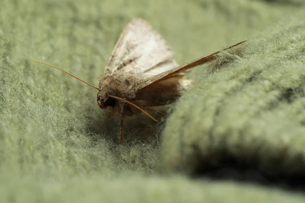 Paradrina Clavipalpis Moth Color Knitted Sweater Closeup — Stock Photo, Image