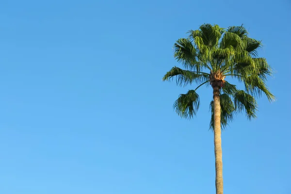 Vacker Palm Mot Blå Himmel Utomhus Utrymme För Text — Stockfoto